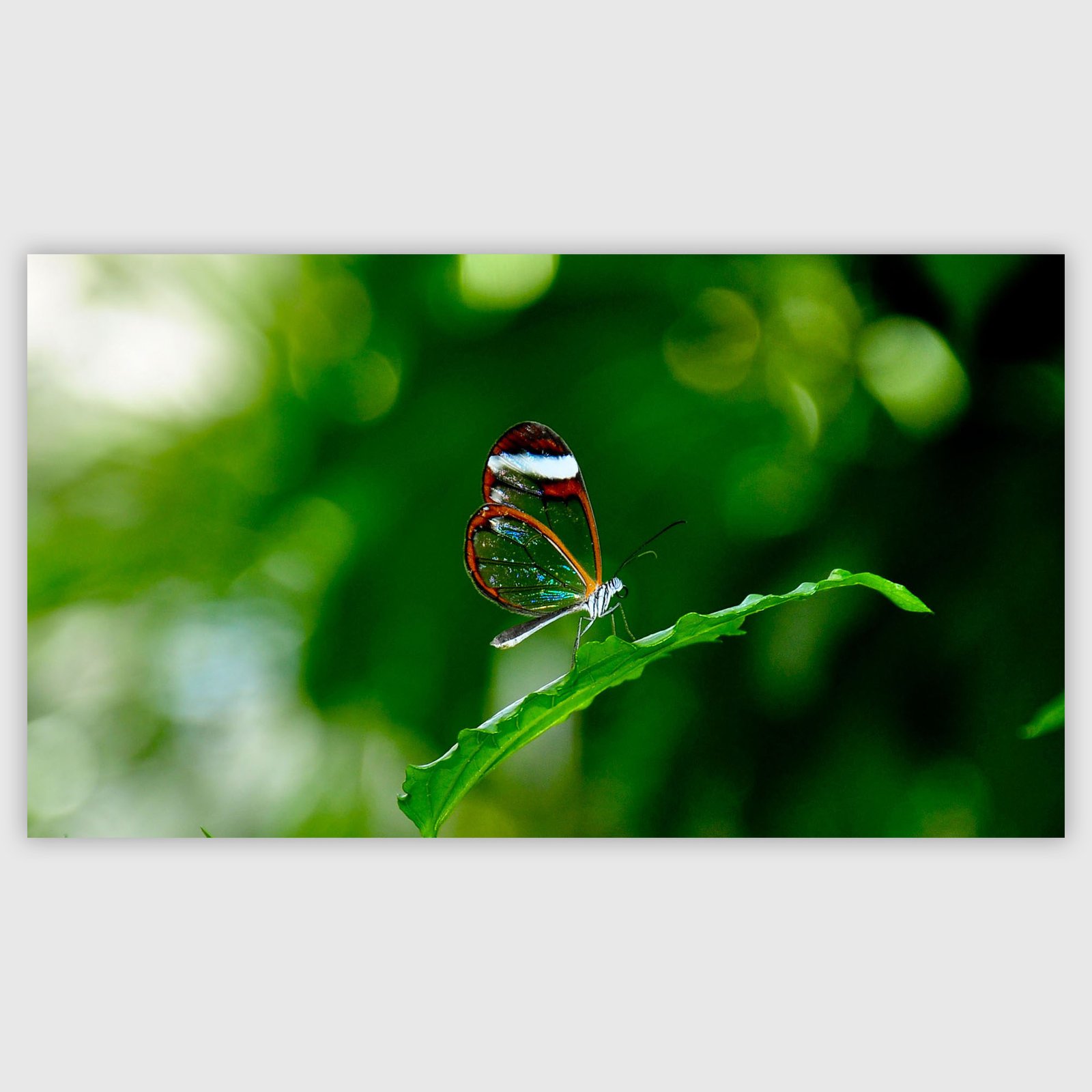 Glass Butterfly